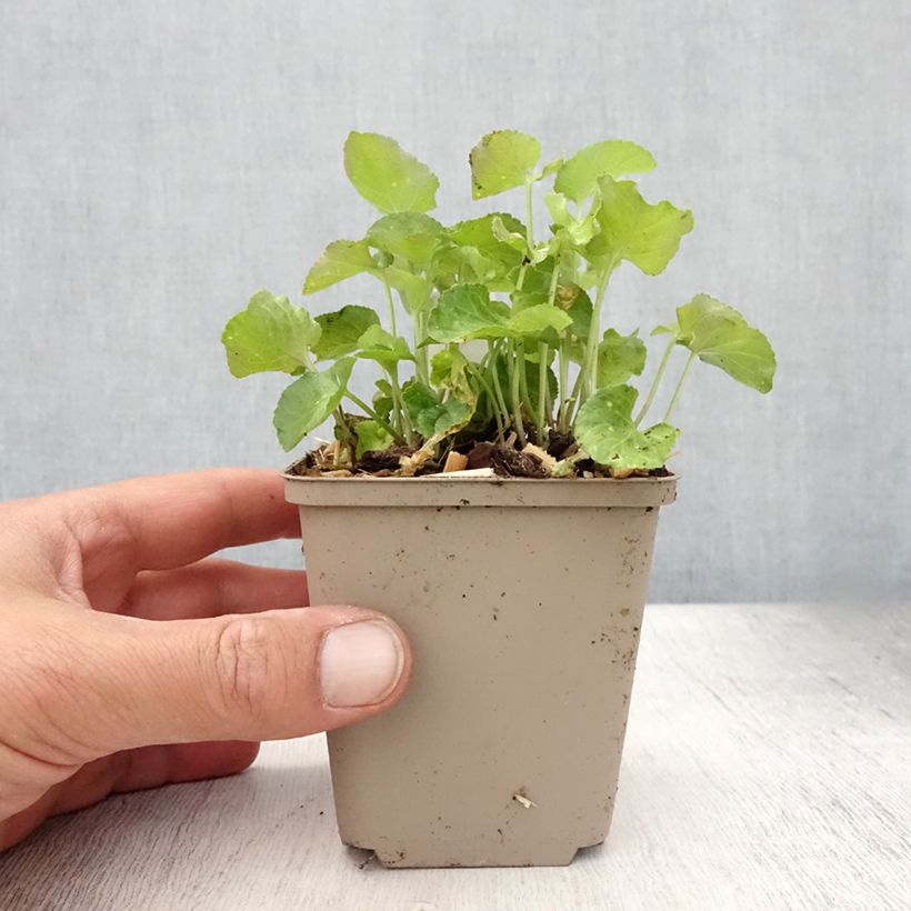 Esimerkki kesällä toimitetusta Tuoksuorvokki - Viola odorata 8/9 cm taimiruukku-taimesta