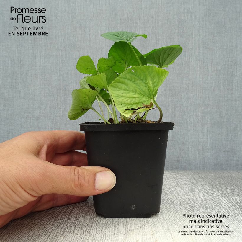 Esimerkki syksyllä toimitetusta Perhosorvokki Albiflora 8/9 cm taimiruukku-taimesta