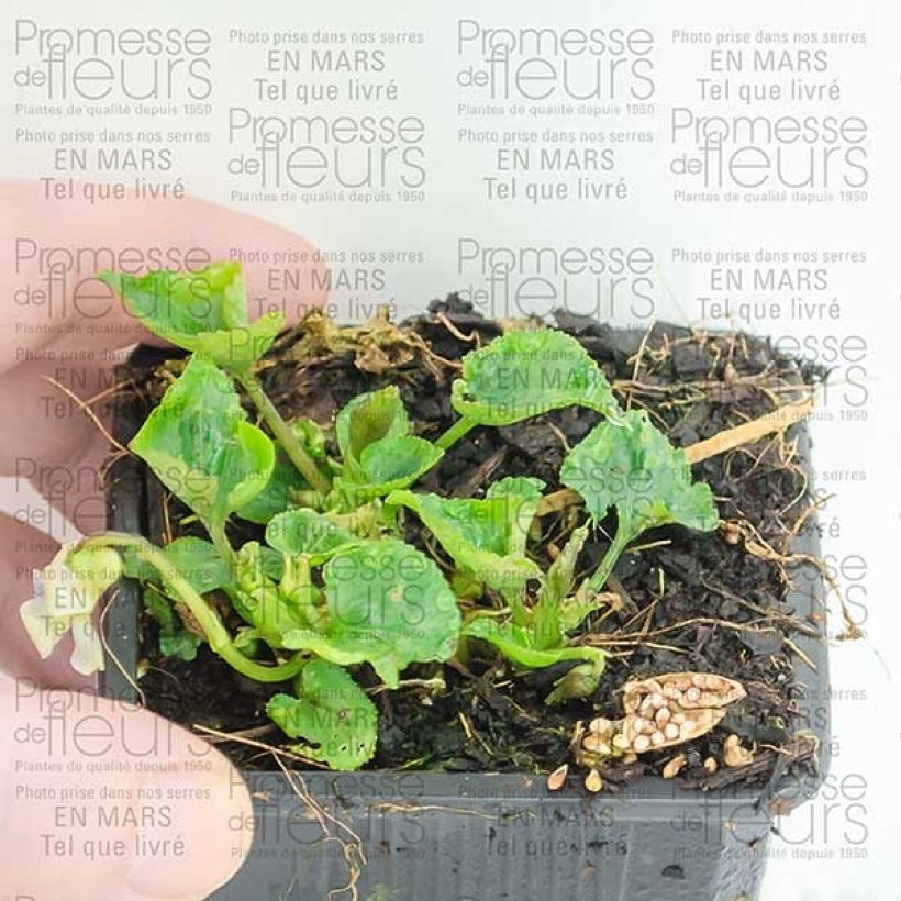 Esimerkki toimitetusta Perhosorvokki Priceana 8/9 cm taimiruukku-taimesta