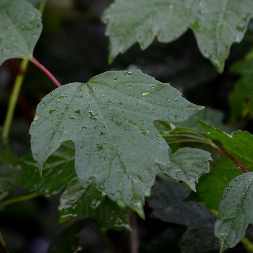 Koiranheisi - Viburnum opulus (Lehvistö)