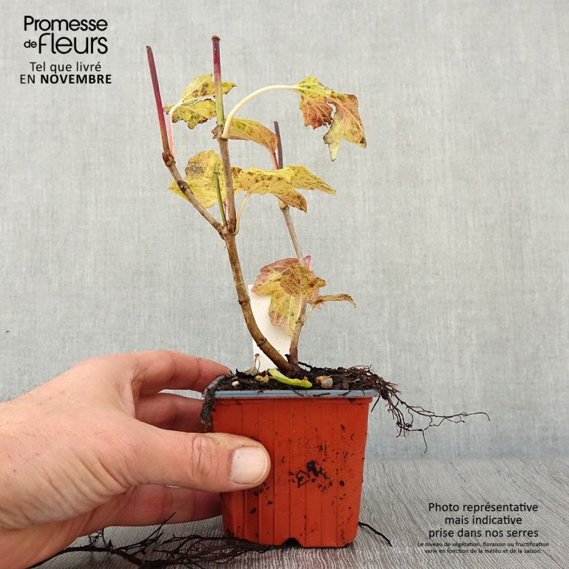 Esimerkki syksyllä toimitetusta Koiranheisi Roseum 8/9 cm taimiruukku-taimesta
