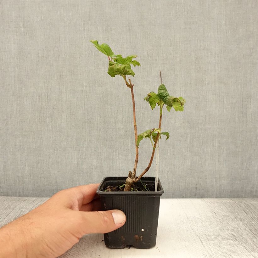 Esimerkki kesällä toimitetusta Koiranheisi Roseum Taimiruukku 8/9 cm-taimesta