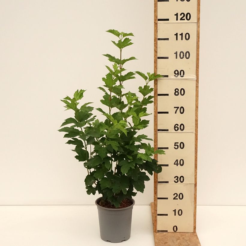 Esimerkki kesällä toimitetusta Koiranheisi Roseum Ruukku 7,5L / 10L-taimesta