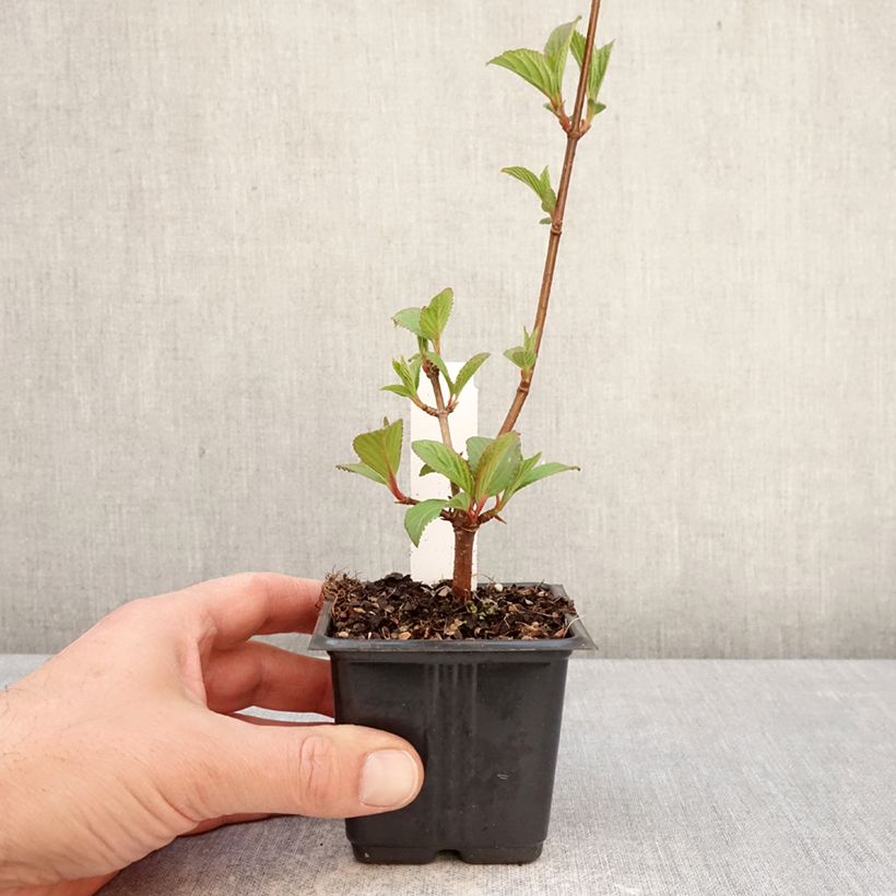 Esimerkki keväällä toimitetusta Tarhaheisi Charles Lamont Taimiruukku 8/9 cm-taimesta