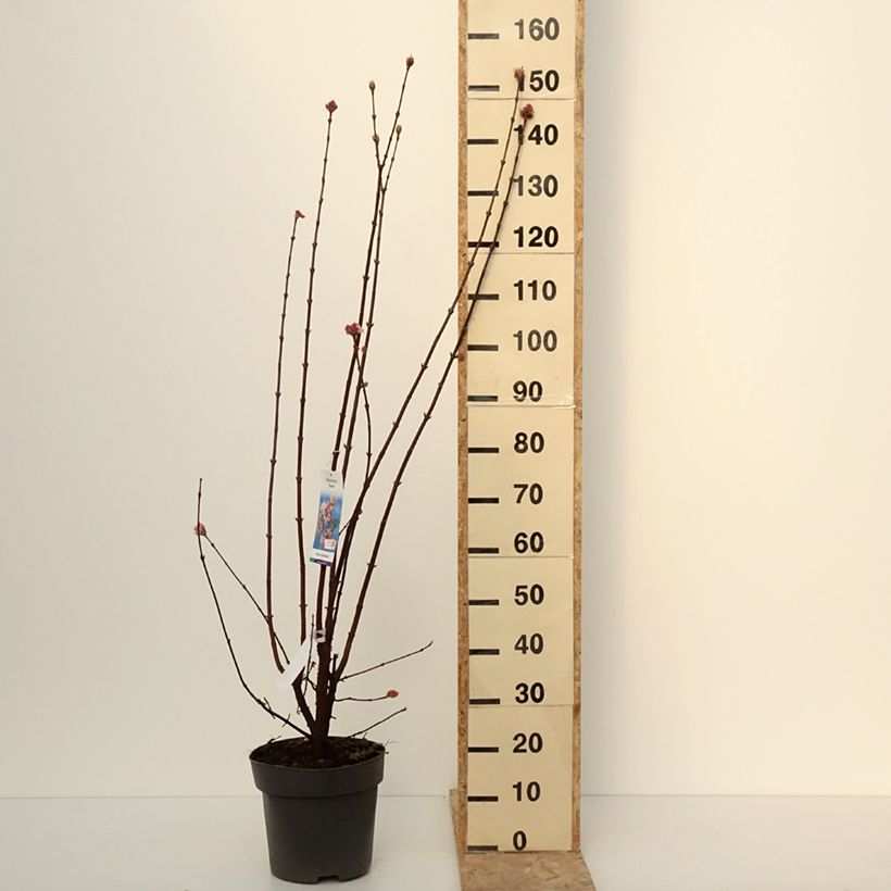 Esimerkki talvella toimitetusta Viorne d'hiver - Viburnum bodnantense Dawn Pot de 7,5L/10L-taimesta