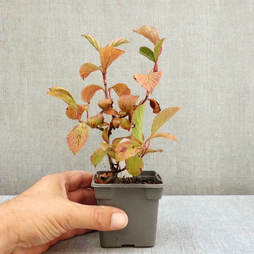 Esimerkki kesällä toimitetusta Keisarinheisi - Viburnum farreri 8/9 cm taimiruukku-taimesta