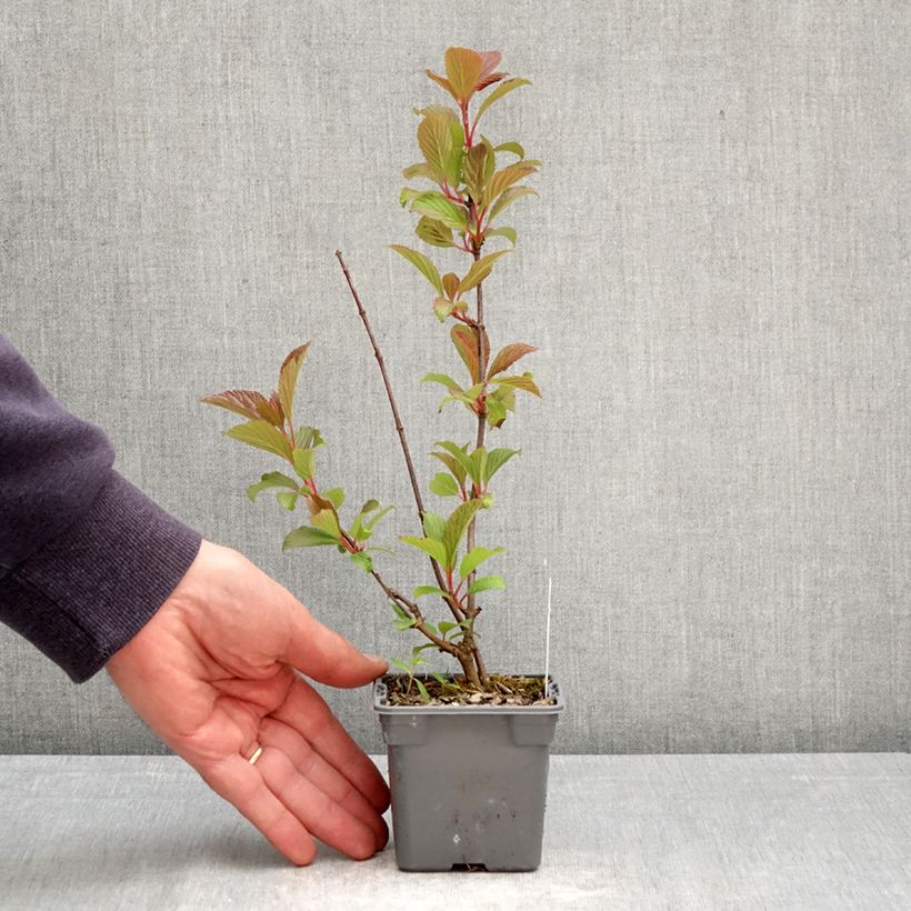 Esimerkki keväällä toimitetusta Keisarinheisi - Viburnum farreri Godet de 8/9 cm-taimesta