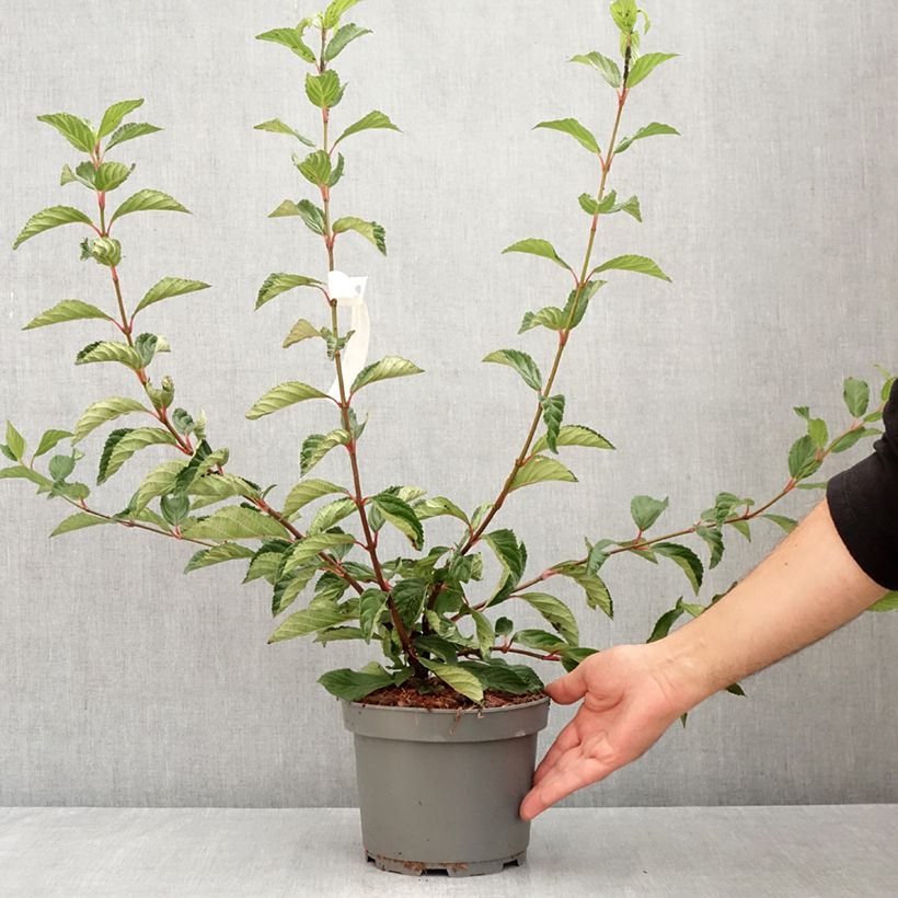 Esimerkki kesällä toimitetusta Keisarinheisi - Viburnum farreri Pot de 2L/3L-taimesta