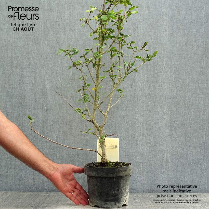 Esimerkki kesällä toimitetusta Burkwoodolvon Ann Russell Pot de 3L/4L-taimesta