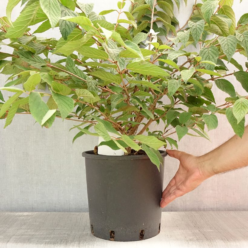 Esimerkki kesällä toimitetusta Lumipalloangervo Mariesii Pot de 12L/15L-taimesta