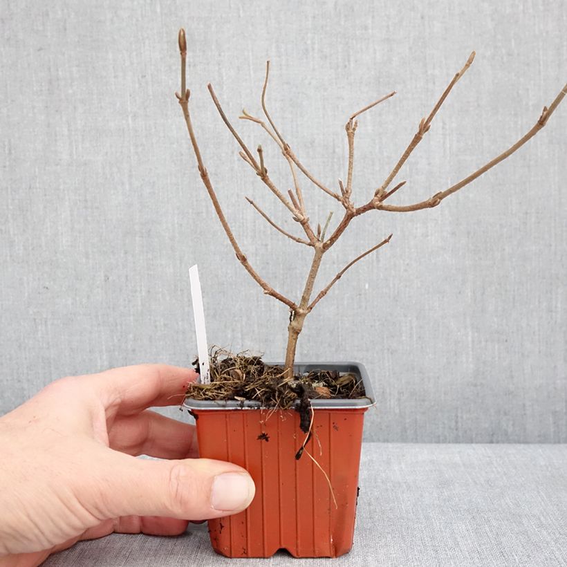 Esimerkki talvella toimitetusta Lumipalloangervo Mariesii 8/9 cm taimiruukku-taimesta