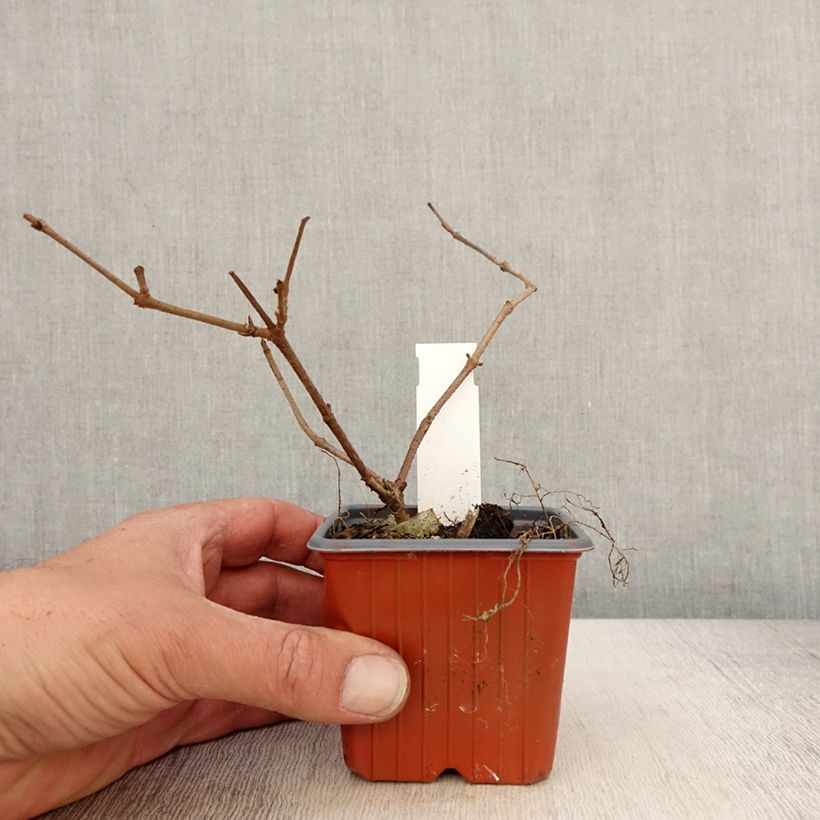 Esimerkki keväällä toimitetusta Lumipalloangervo Mariesii Godet de 8/9 cm-taimesta