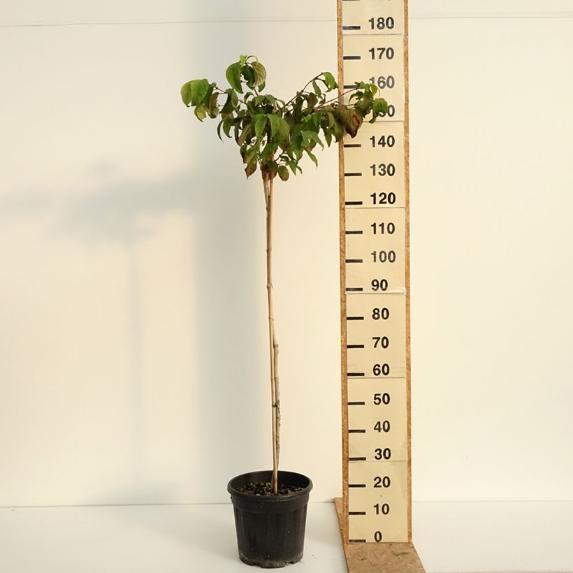 Esimerkki kesällä toimitetusta Lumipalloangervo Mariesii Pot de 12L/15L, Tige-taimesta
