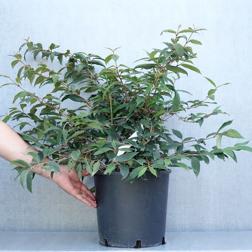 Esimerkki kesällä toimitetusta Lumipalloangervo Molly Schroeder Ruukku 7,5L / 10L-taimesta