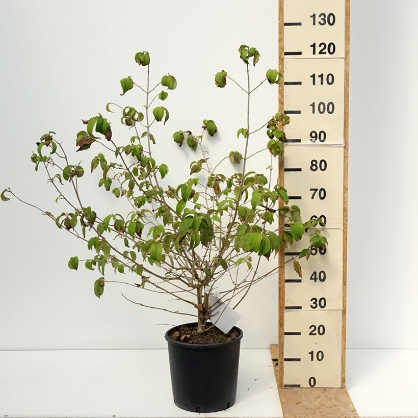 Esimerkki kesällä toimitetusta Poimuheisi Shasta Pot de 12L/15L-taimesta