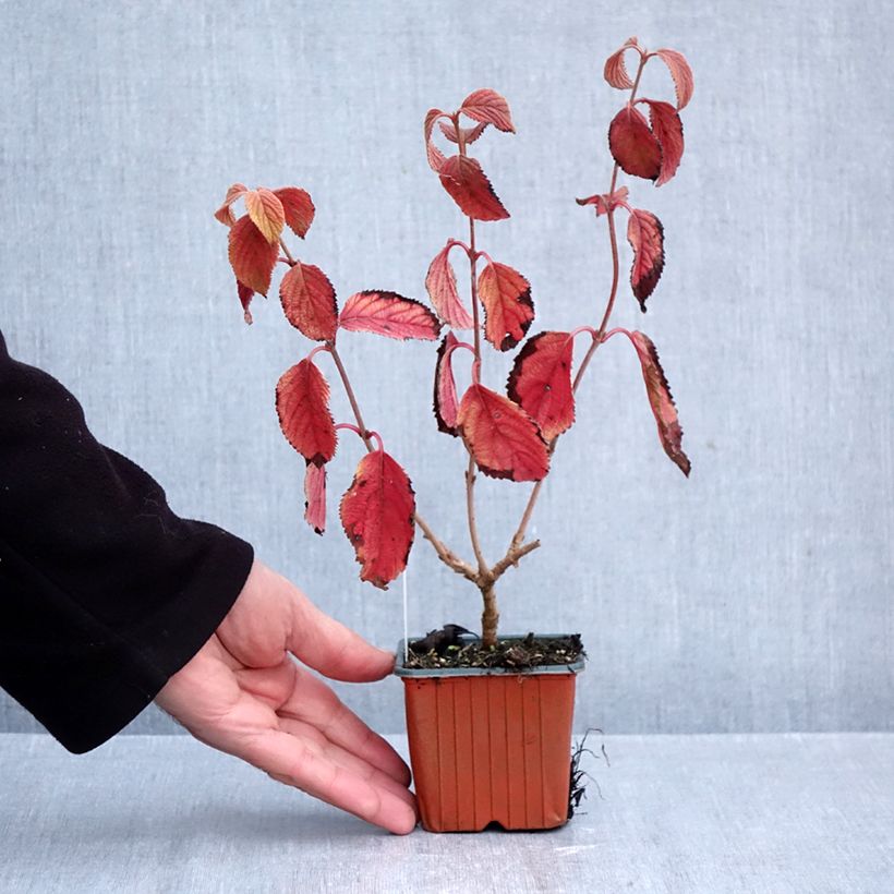 Esimerkki syksyllä toimitetusta Lumipalloangervo Tomentosum 8/9 cm taimiruukku-taimesta