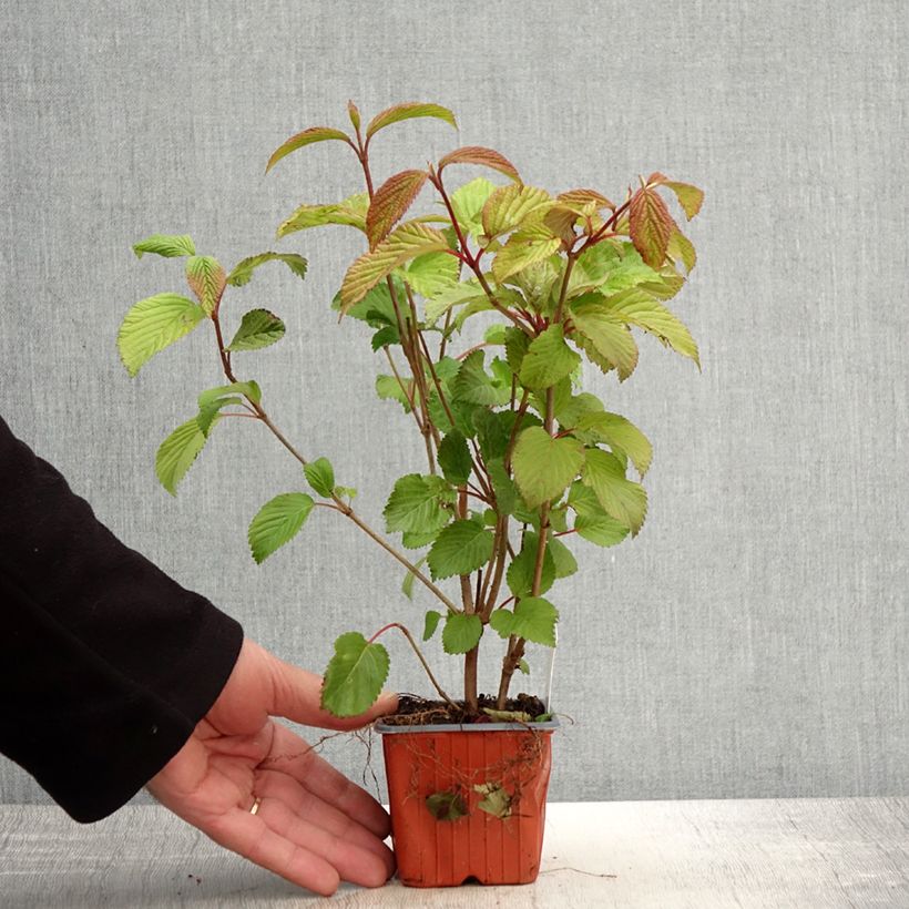 Esimerkki keväällä toimitetusta Lumipalloangervo Tomentosum Taimiruukku 8/9 cm-taimesta