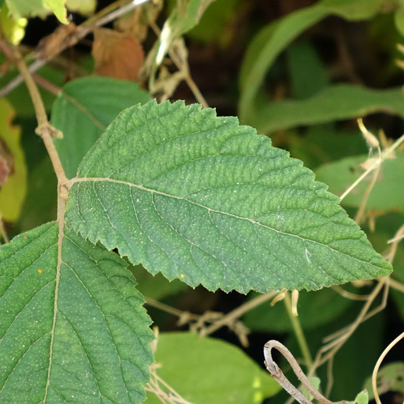 Lumipalloangervo Tomentosum (Lehvistö)