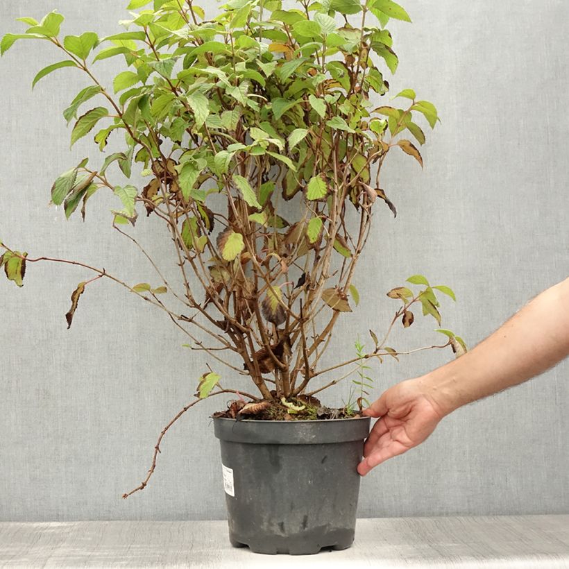 Esimerkki kesällä toimitetusta Lumipalloangervo Tomentosum Ruukku 7,5L / 10L-taimesta