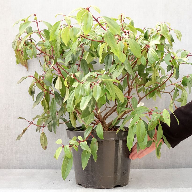 Esimerkki talvella toimitetusta Viorne de David - Viburnum davidii Angustifolium Pot de 7,5L/10L-taimesta