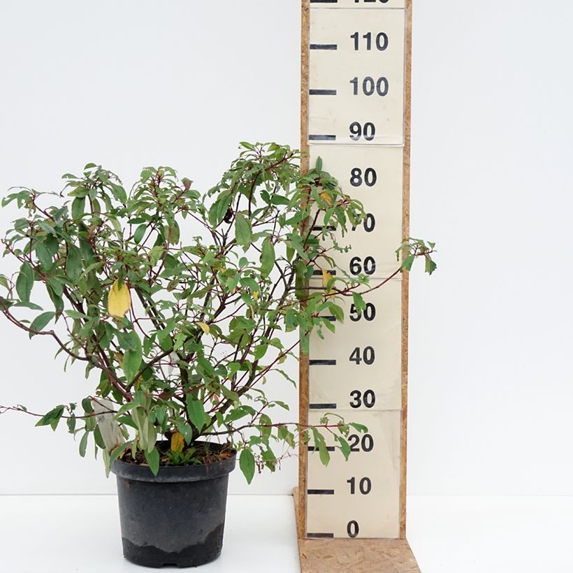 Esimerkki syksyllä toimitetusta Heisi Angustifolium 7,5 litran / 10 litran ruukku-taimesta