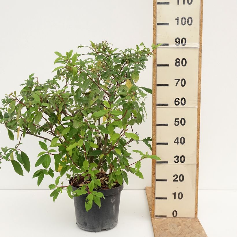 Esimerkki kesällä toimitetusta Heisi Angustifolium Pot de 7,5L/10L-taimesta