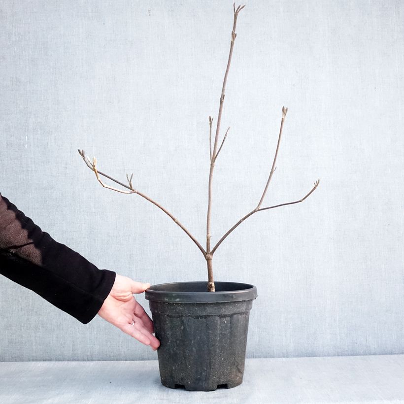 Esimerkki talvella toimitetusta Viorne fourchue - Viburnum furcatum Pot de 6L/7L-taimesta