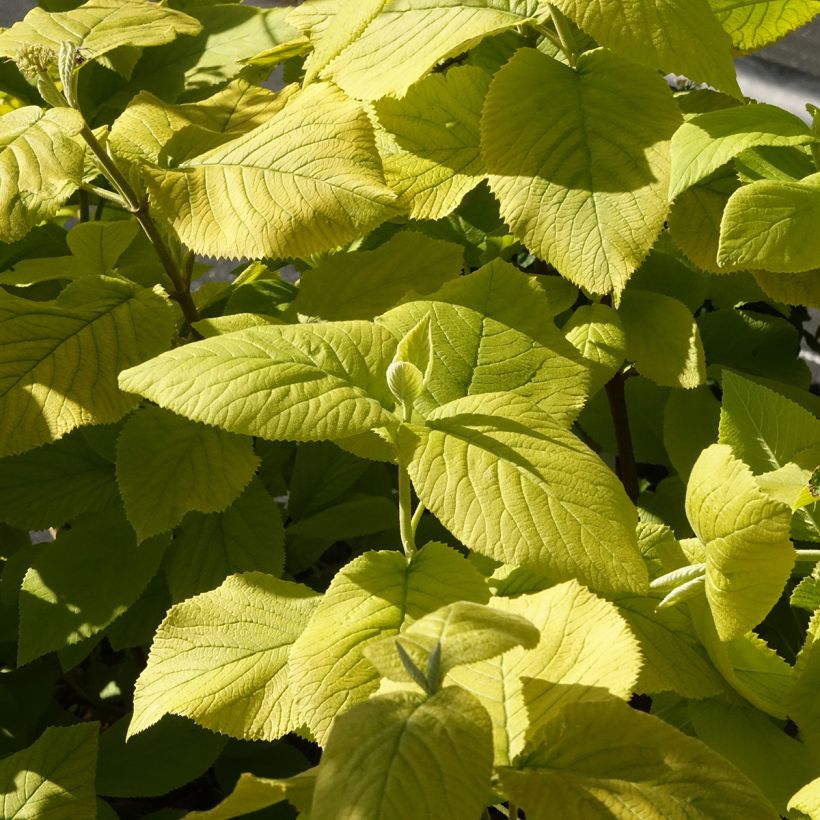 Villaheisi Aureum (Lehvistö)