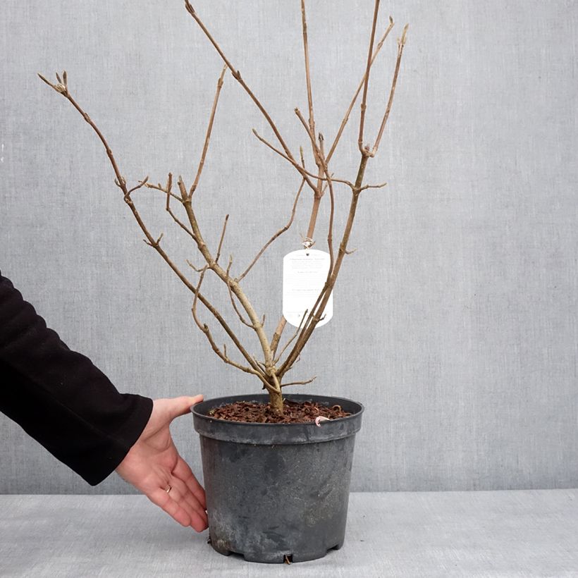 Esimerkki talvella toimitetusta Viorne lantane - Viburnum lantana Aureum Pot de 4L/5L-taimesta