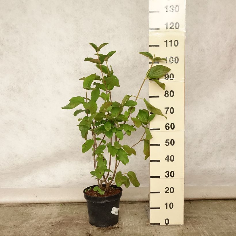Esimerkki kesällä toimitetusta Villaheisi - Viburnum lantana Ruukku 4L / 5L-taimesta