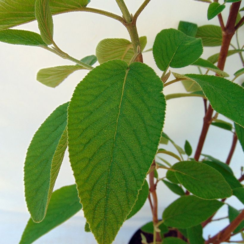 Villaheisi - Viburnum lantana (Lehvistö)