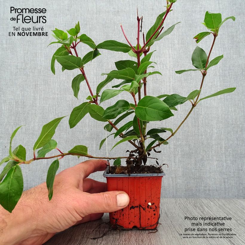 Esimerkki syksyllä toimitetusta Laakeriheisi - Viburnum tinus 8/9 cm taimiruukku-taimesta