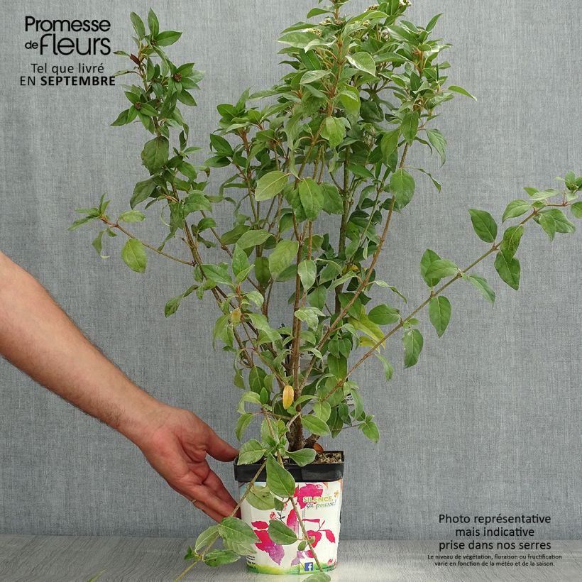Esimerkki kesällä toimitetusta Laakeriheisi - Viburnum tinus Ruukku 2L / 3L-taimesta