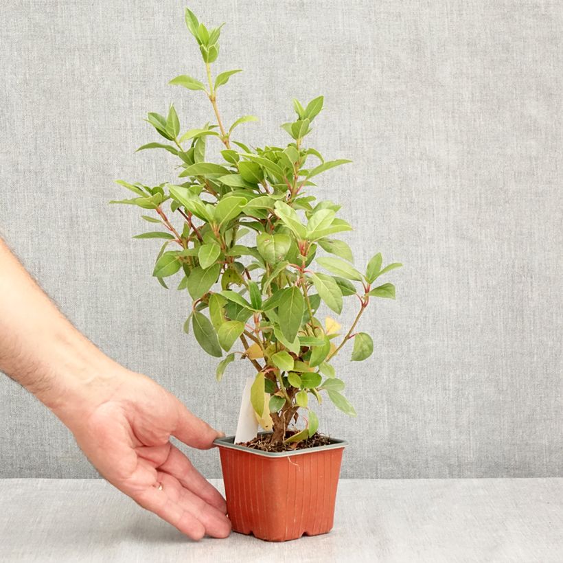 Esimerkki kesällä toimitetusta Laakeriheisi - Viburnum tinus Taimiruukku 8/9 cm-taimesta
