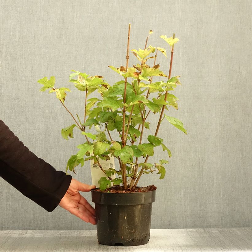 Esimerkki syksyllä toimitetusta Viorne obier, Boule de neige - Viburnum opulus Park Harvest Pot de 2L/3L-taimesta