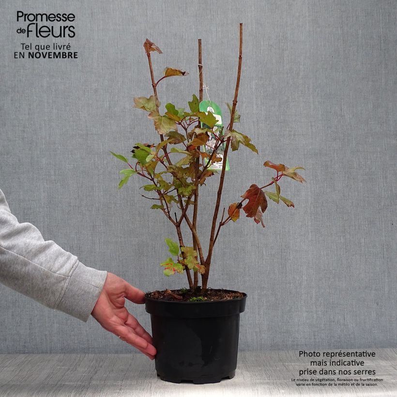 Esimerkki syksyllä toimitetusta Koiranheisi - Viburnum opulus 2 litran/3 litran ruukku-taimesta