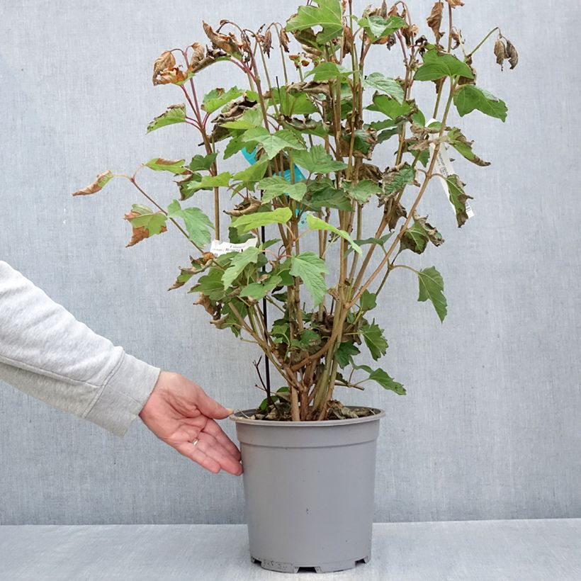 Esimerkki syksyllä toimitetusta Koiranheisi - Viburnum opulus 7,5 litran / 10 litran ruukku-taimesta