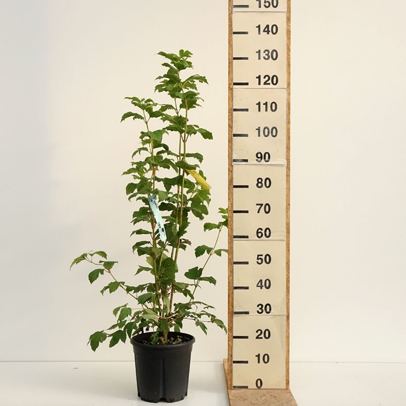 Esimerkki kesällä toimitetusta Koiranheisi - Viburnum opulus Ruukku 7,5L / 10L-taimesta