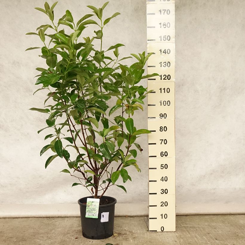 Esimerkki kesällä toimitetusta Heisi - Viburnum odoratissimum Pot de 12L/15L-taimesta