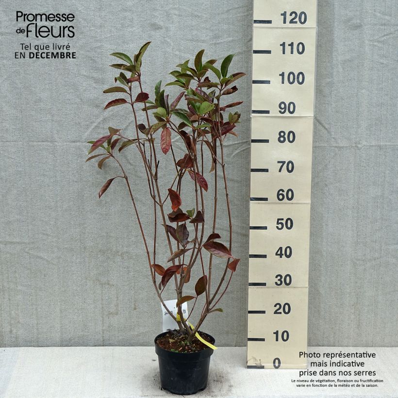 Esimerkki syksyllä toimitetusta Heisi - Viburnum odoratissimum 2 litran/3 litran ruukku-taimesta