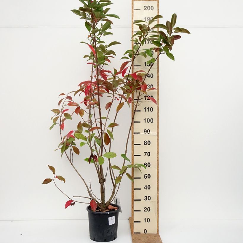 Esimerkki syksyllä toimitetusta Heisi - Viburnum odoratissimum 12 litran/15 litran ruukku-taimesta
