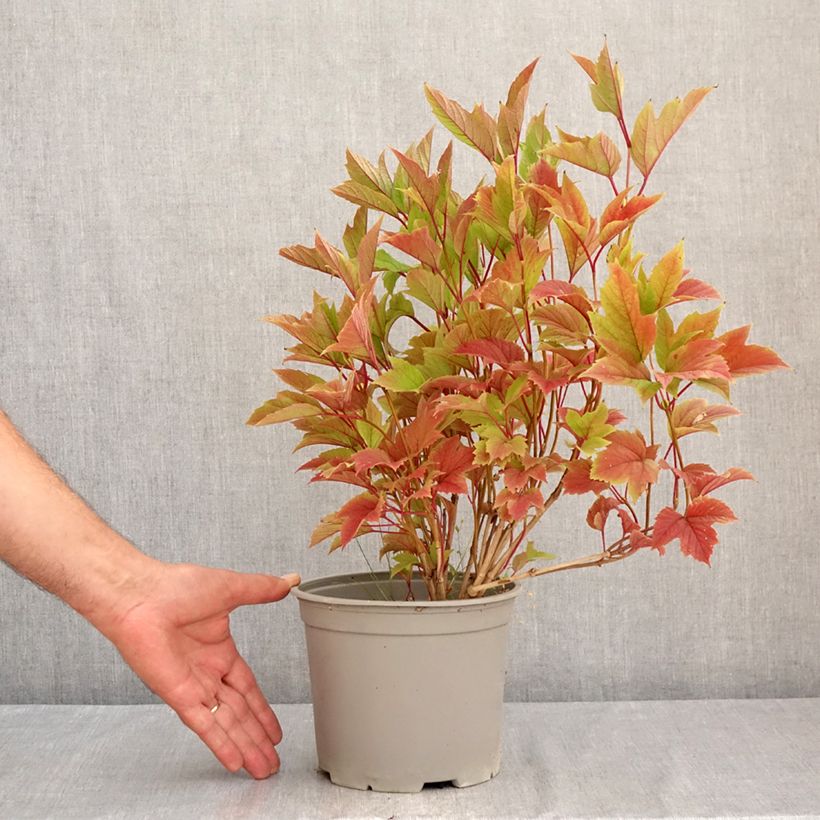 Esimerkki kesällä toimitetusta Amerikanheisi Spring Red Compact 3 litran/4 litran ruukku-taimesta