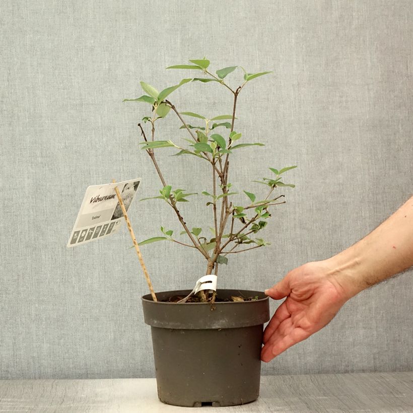 Esimerkki kesällä toimitetusta Heisi Eskimo Pot de 4L/5L-taimesta