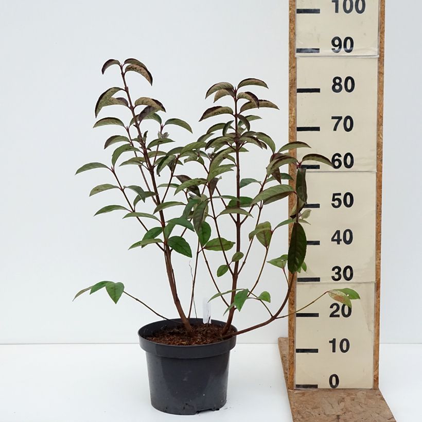 Esimerkki talvella toimitetusta Heisi Le Bois Marquis Pot de 7,5L/10L-taimesta