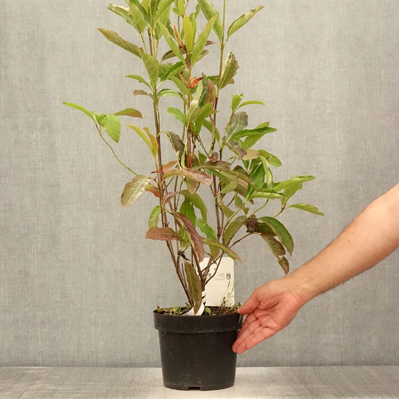 Esimerkki kesällä toimitetusta Siloheisi Brandywine Pot de 2L/3L-taimesta