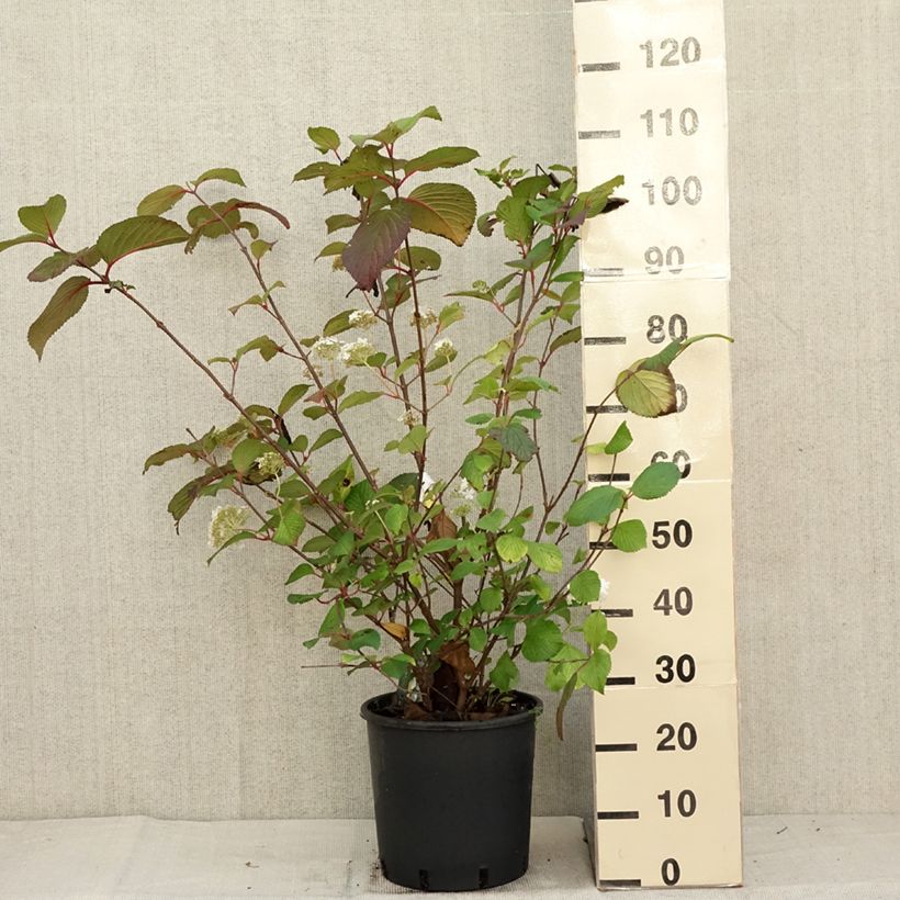 Esimerkki syksyllä toimitetusta Lumipalloangervo Grandiflorum Noble 12 litran/15 litran ruukku-taimesta