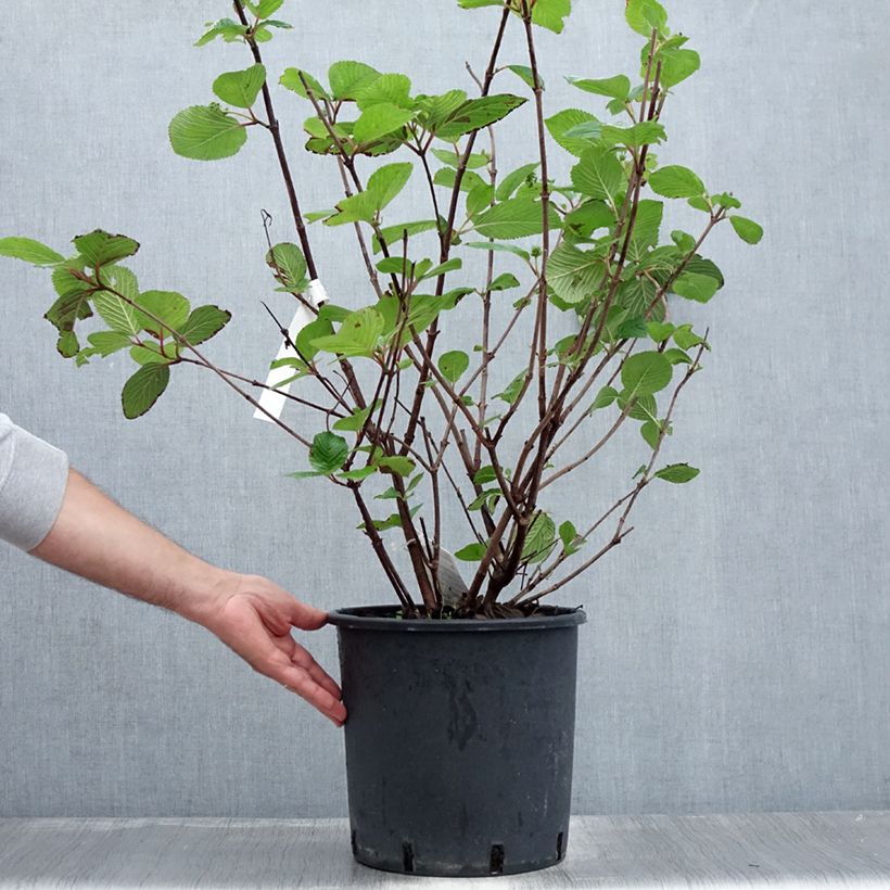 Esimerkki kesällä toimitetusta Lumipalloangervo Grandiflorum Noble Ruukku 12L / 15L-taimesta