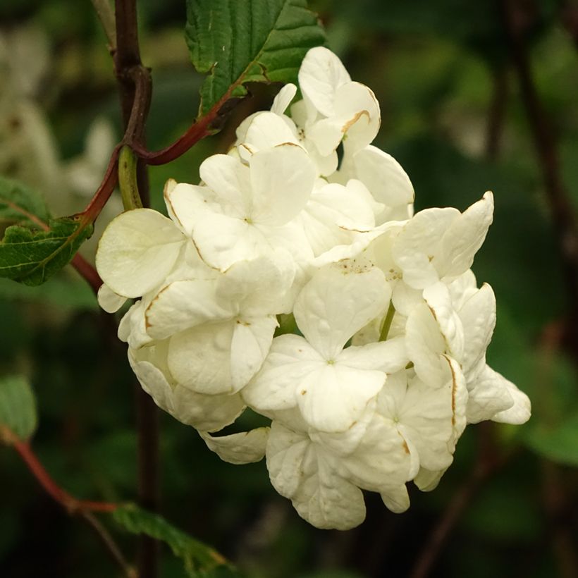 Lumipalloangervo Grandiflorum Noble (Kukinta)