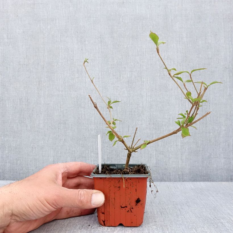 Esimerkki keväällä toimitetusta Lumipalloangervo Kilimanjaro Taimiruukku 8/9 cm-taimesta