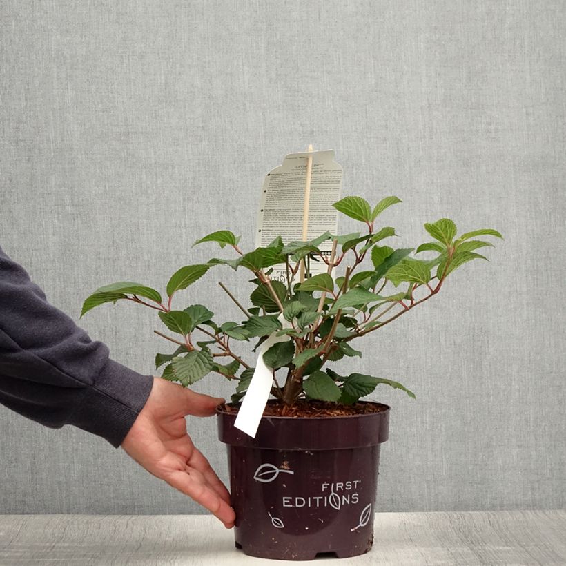 Esimerkki kesällä toimitetusta Lumipalloangervo Opening Day Pot de 1,5L/2L-taimesta